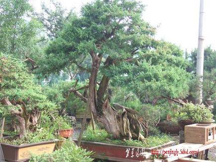 DSCF4597.JPG