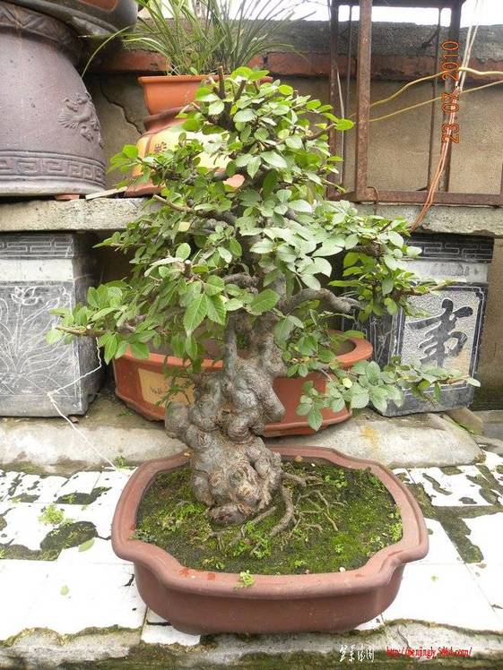 Ƭ23 007.jpg