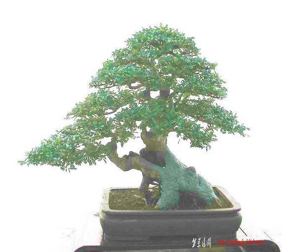 09OvD9SJP.jpg