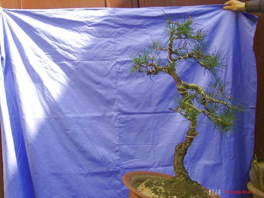 XL800125.JPG