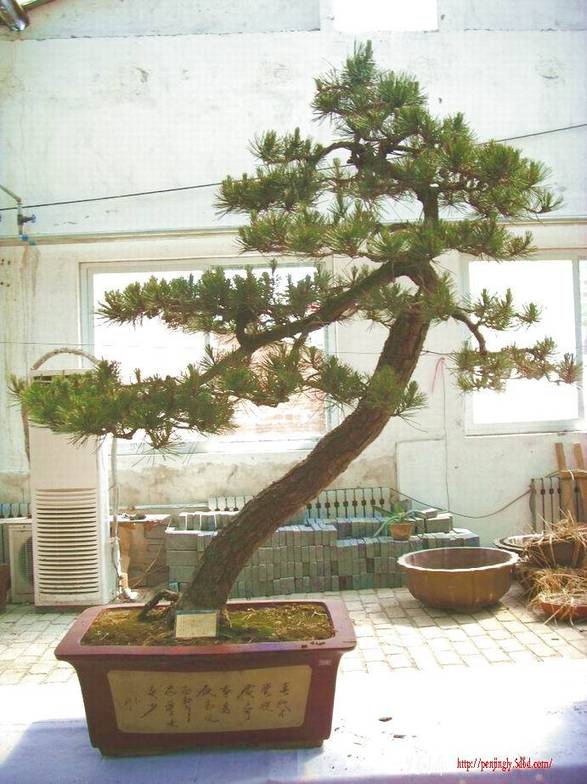 SDC10648.JPG
