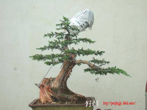 DSCF5249.JPG