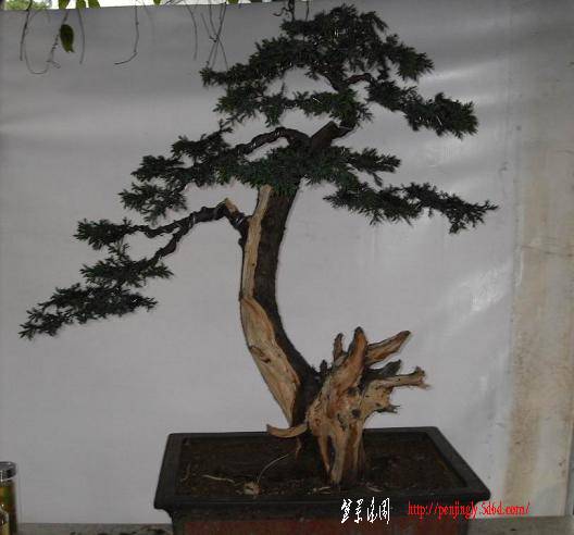 SDC11588.JPG