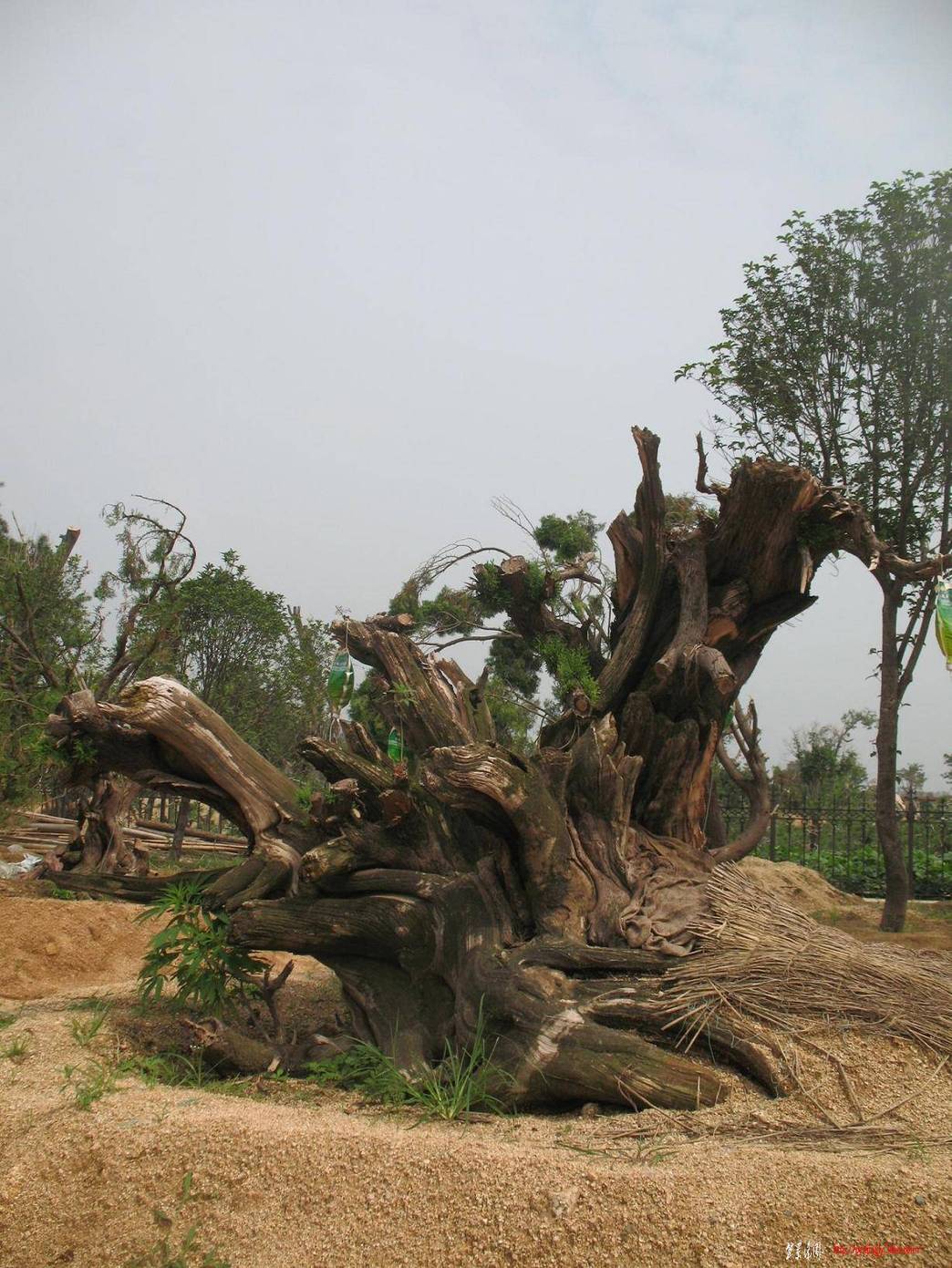  2010.08.12 039.jpg