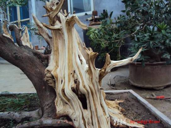 DSC01114.JPG