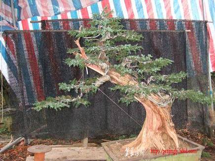 DSCF5285.JPG