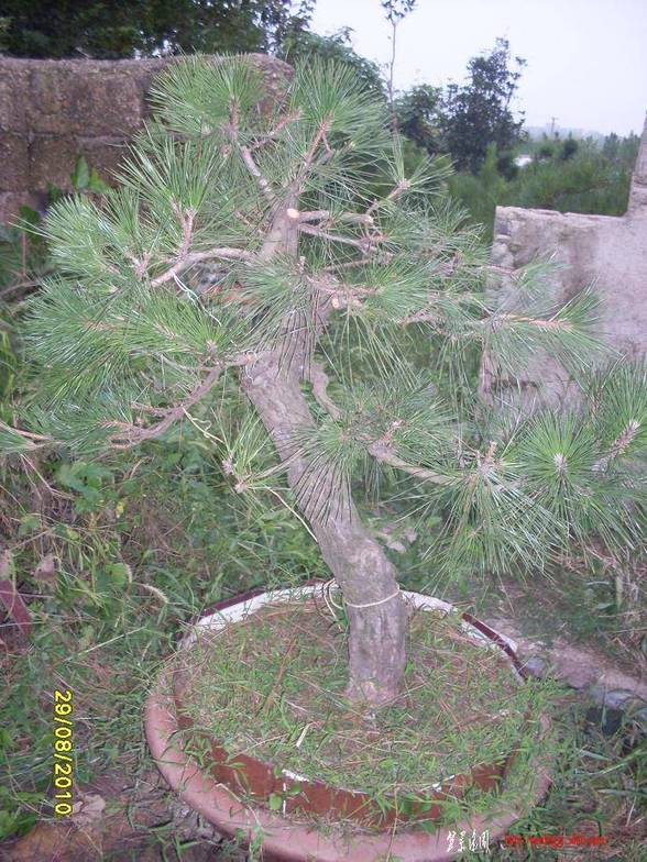 SDC10634.JPG