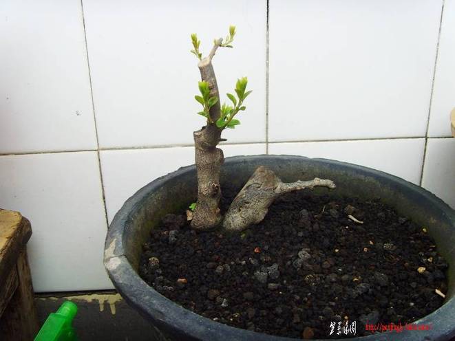 SNV37520.JPG
