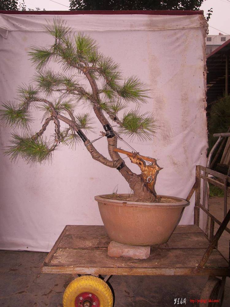 100_5015.JPG
