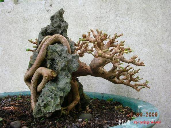 DSCN8356.jpg