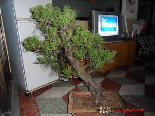 SDC12622.JPG