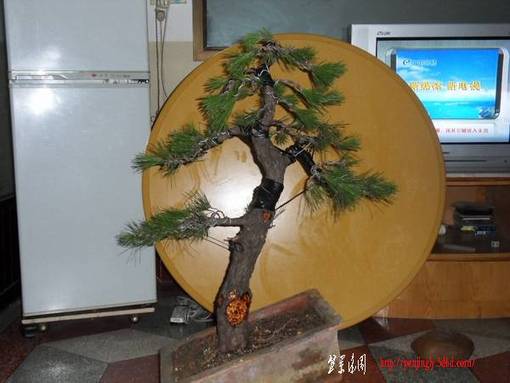 SDC12625.JPG