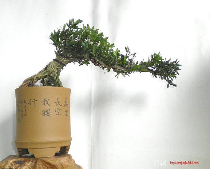 雀黄小品8-----36.JPG