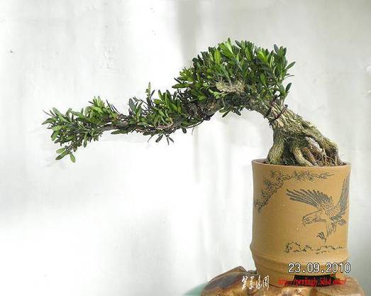 雀黄小品8-----33.JPG