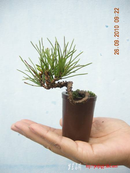 DSCN5065_С.jpg