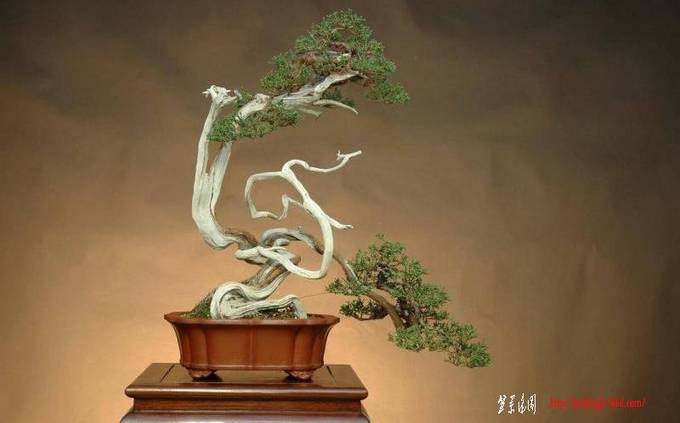 Juniperus%20chinensis%201%20Mario%20Komsta.jpg