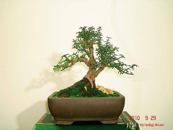 dsc03952-2.jpg