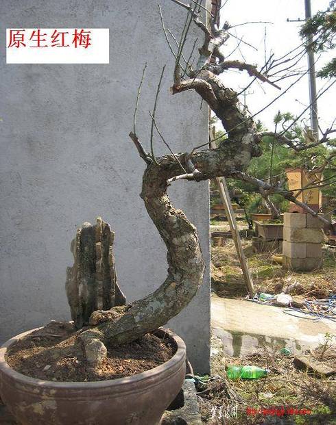 2010辰Ƭ(3) 008.jpg
