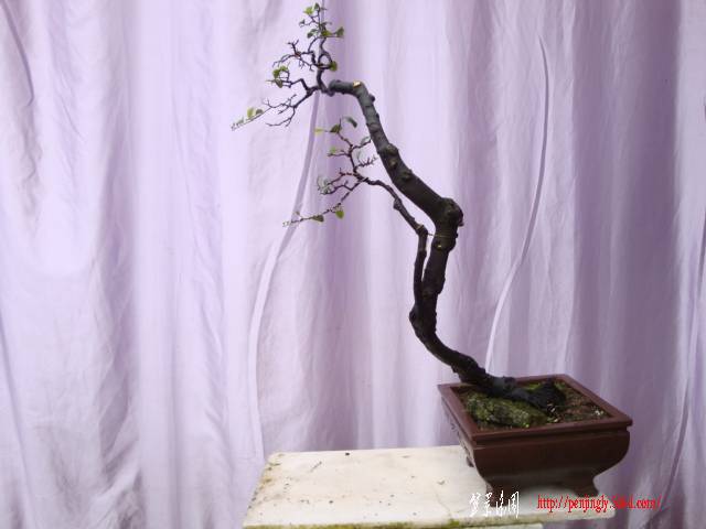DSC03374.JPG