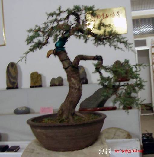 SDC17044.JPG