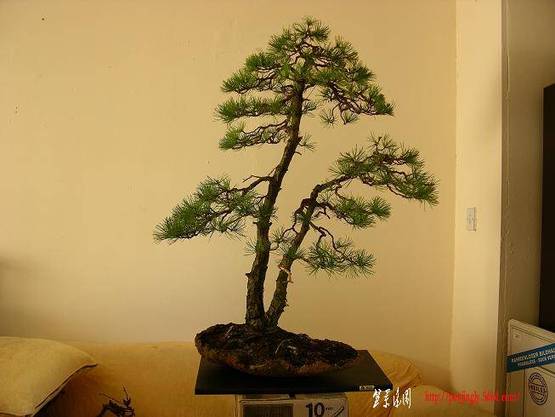 DSCN0140.jpg
