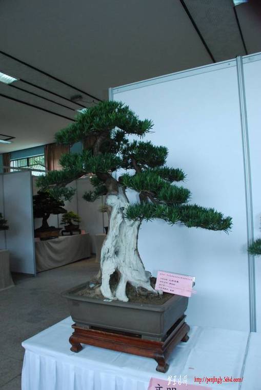 3753345_489059326[1].jpg