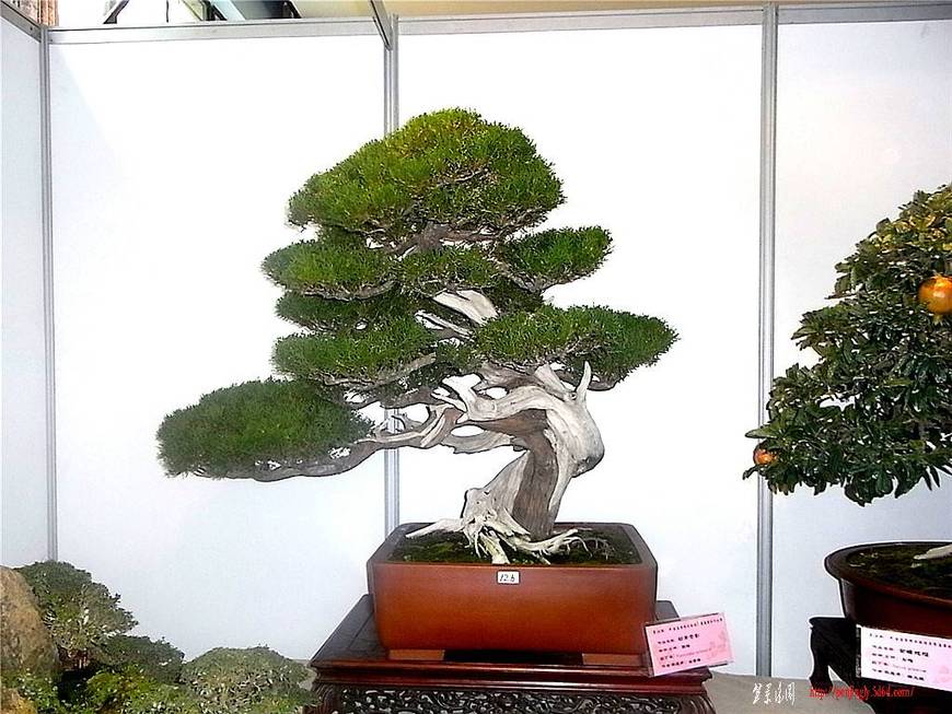 RIMG0558_.jpg