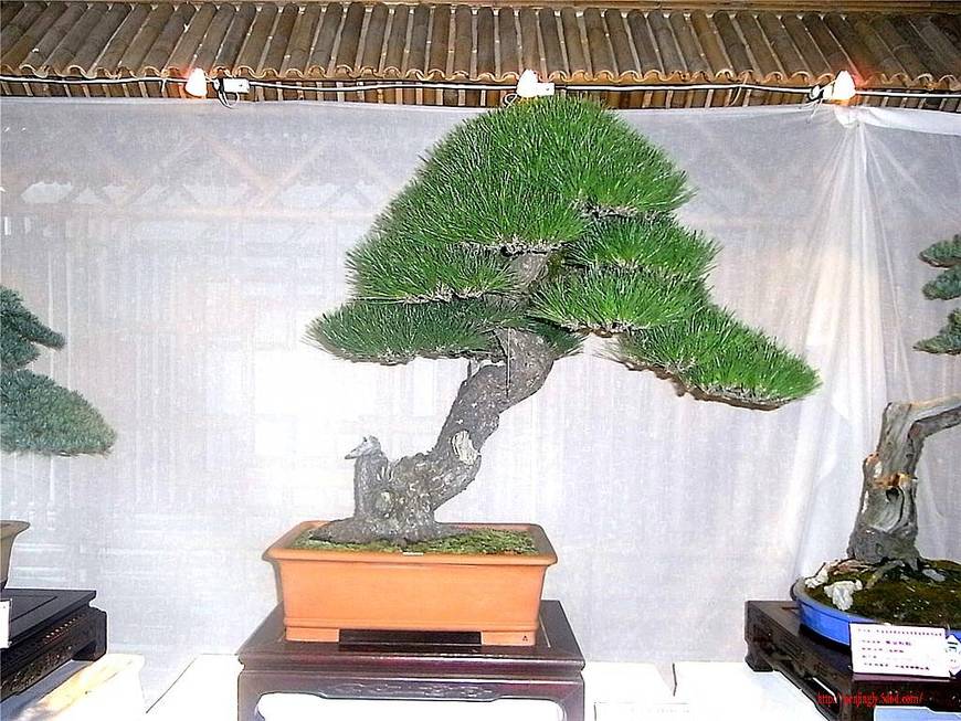 RIMG0569_.jpg