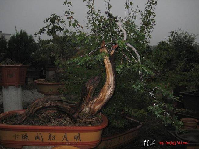 2010辰Ƭ(5) 022.jpg