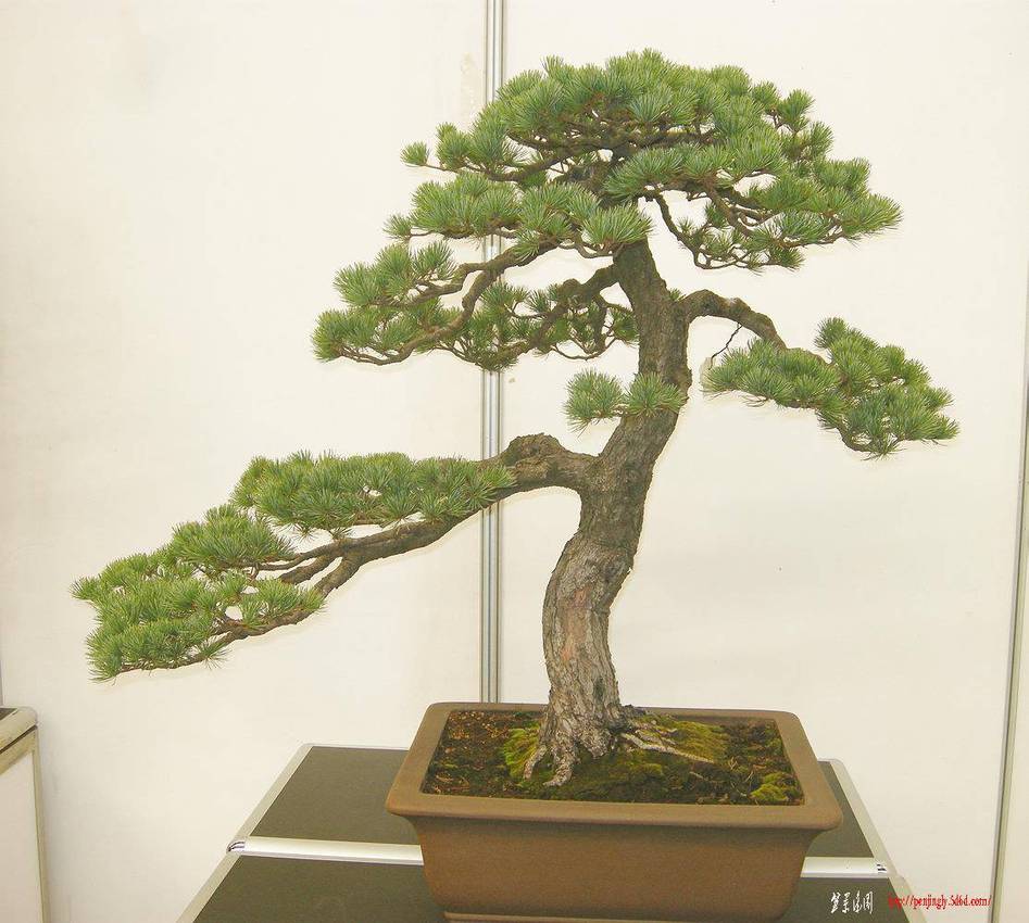 DSCN1520.JPG