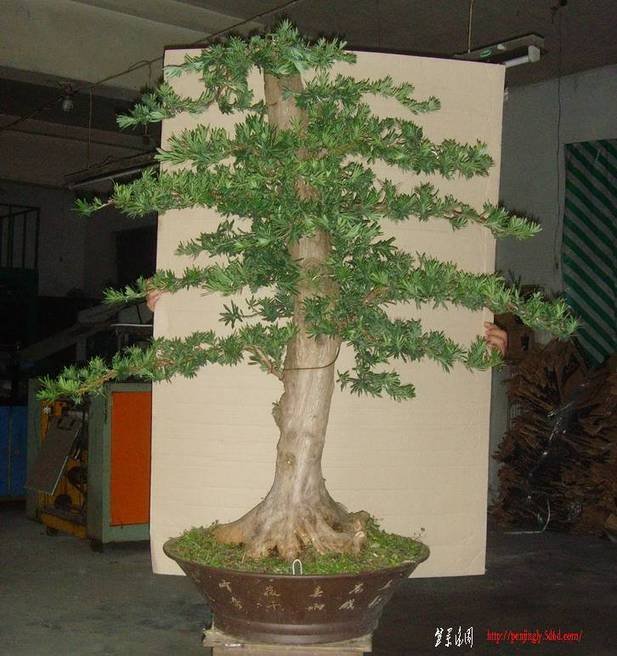 SNV34723.jpg