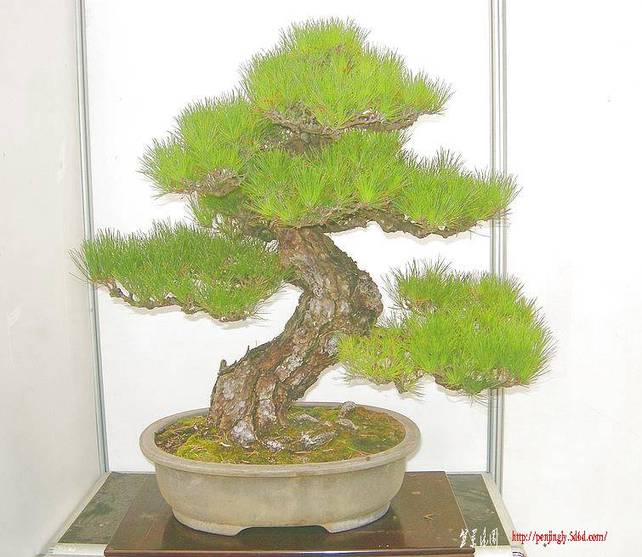 DSCN1485.JPG