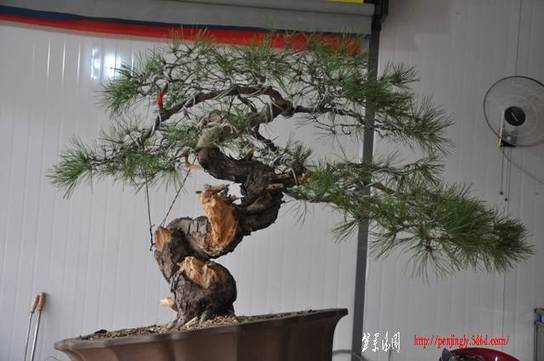Ƭ 081.jpg
