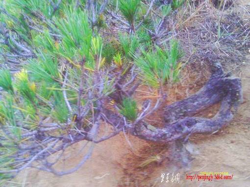 IMAG0021.JPG