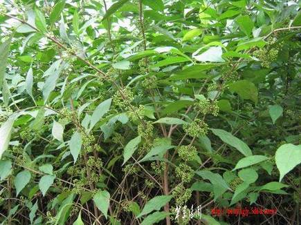 С IMG_0456.jpg