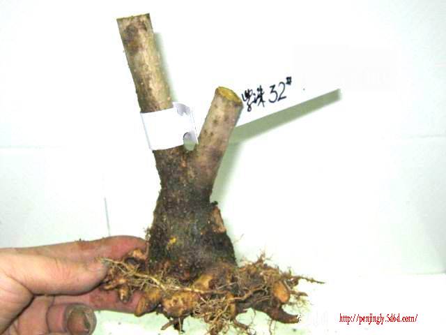 z 32.jpg