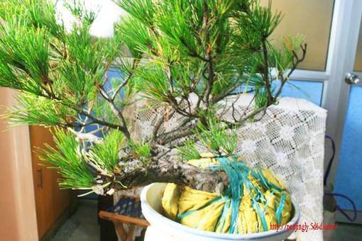 Ƭ 093.jpg