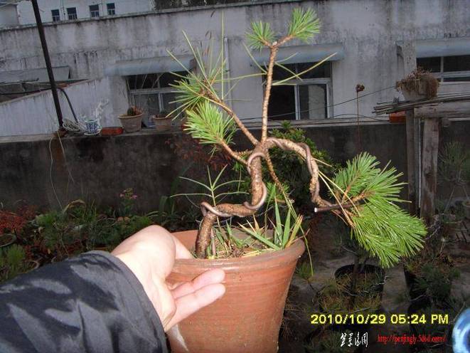 SDC10441.JPG