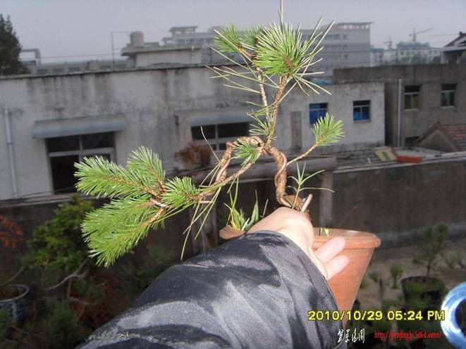 SDC10442.JPG