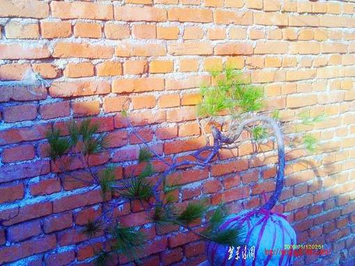 IMAG0017.JPG