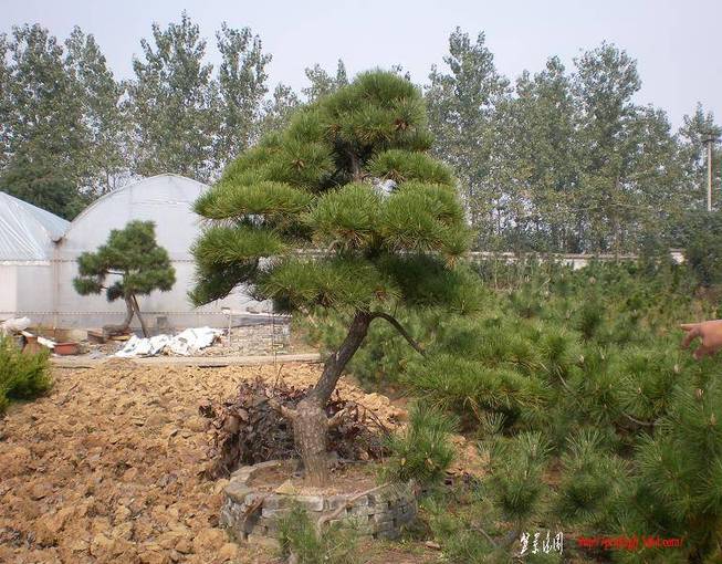 SANY0063.JPG