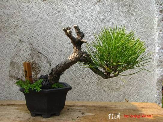 Ƭ 026.jpg