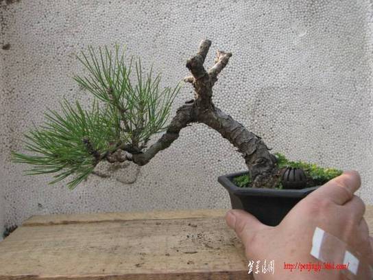 Ƭ 041.jpg