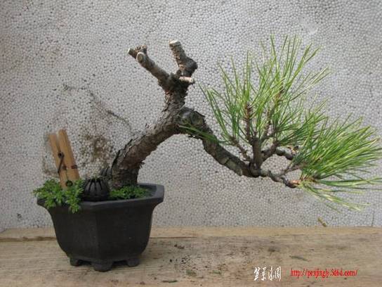 Ƭ 038.jpg