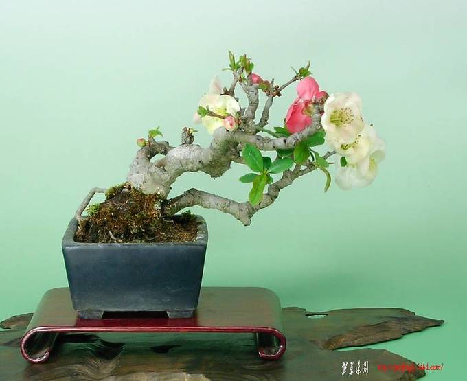 090327SANY0019.jpg