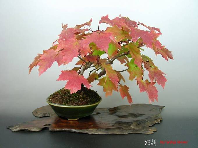 081020SANY0020.jpg
