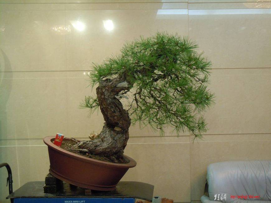 DSCN0096.JPG