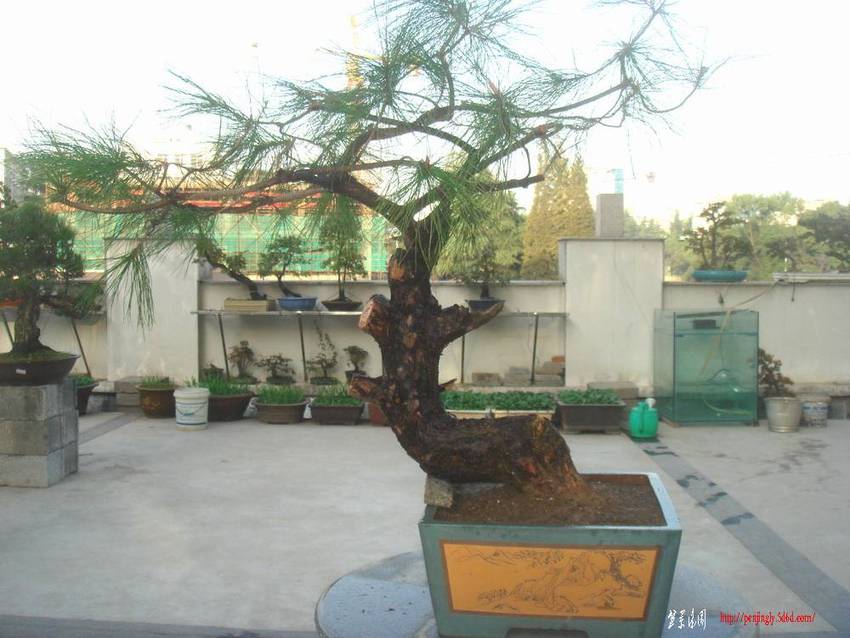 马尾松.JPG