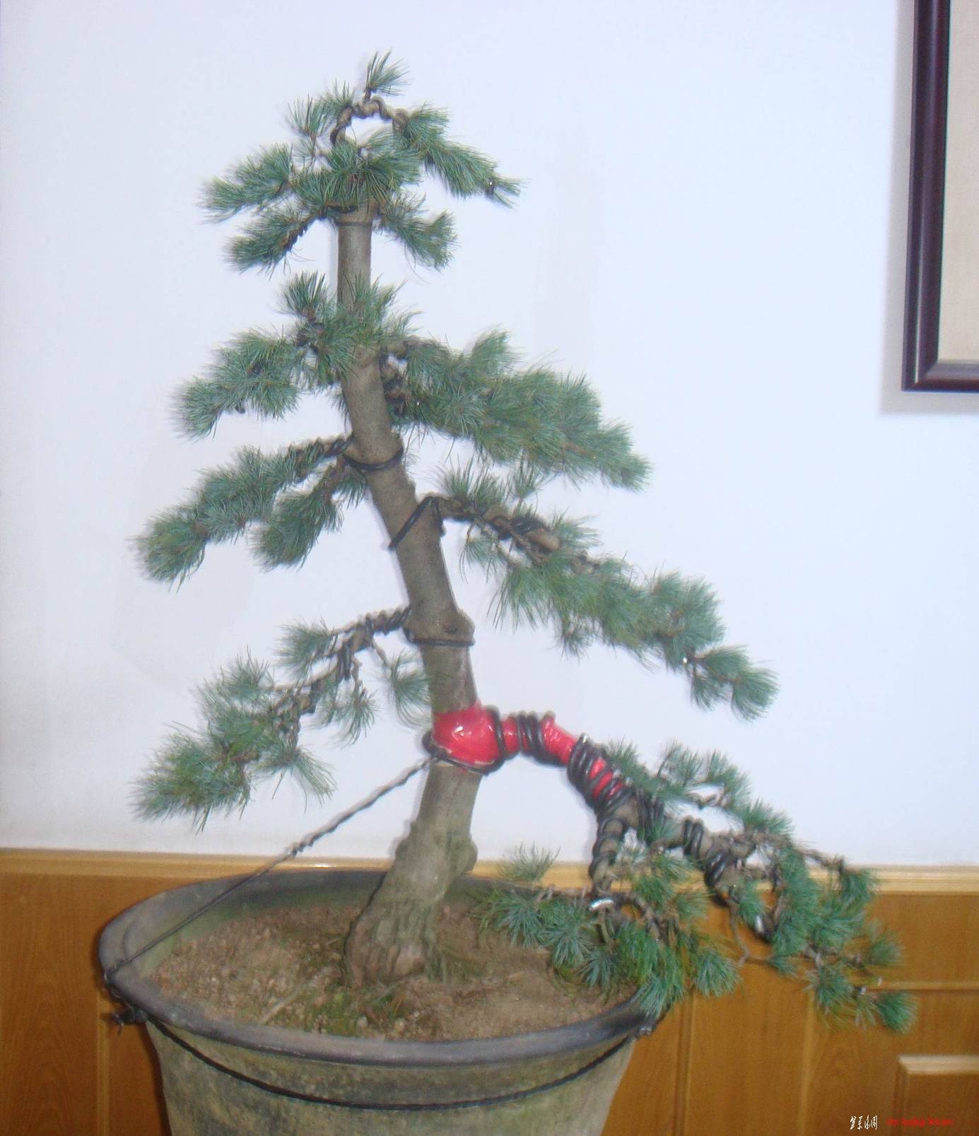 DSC07547().jpg