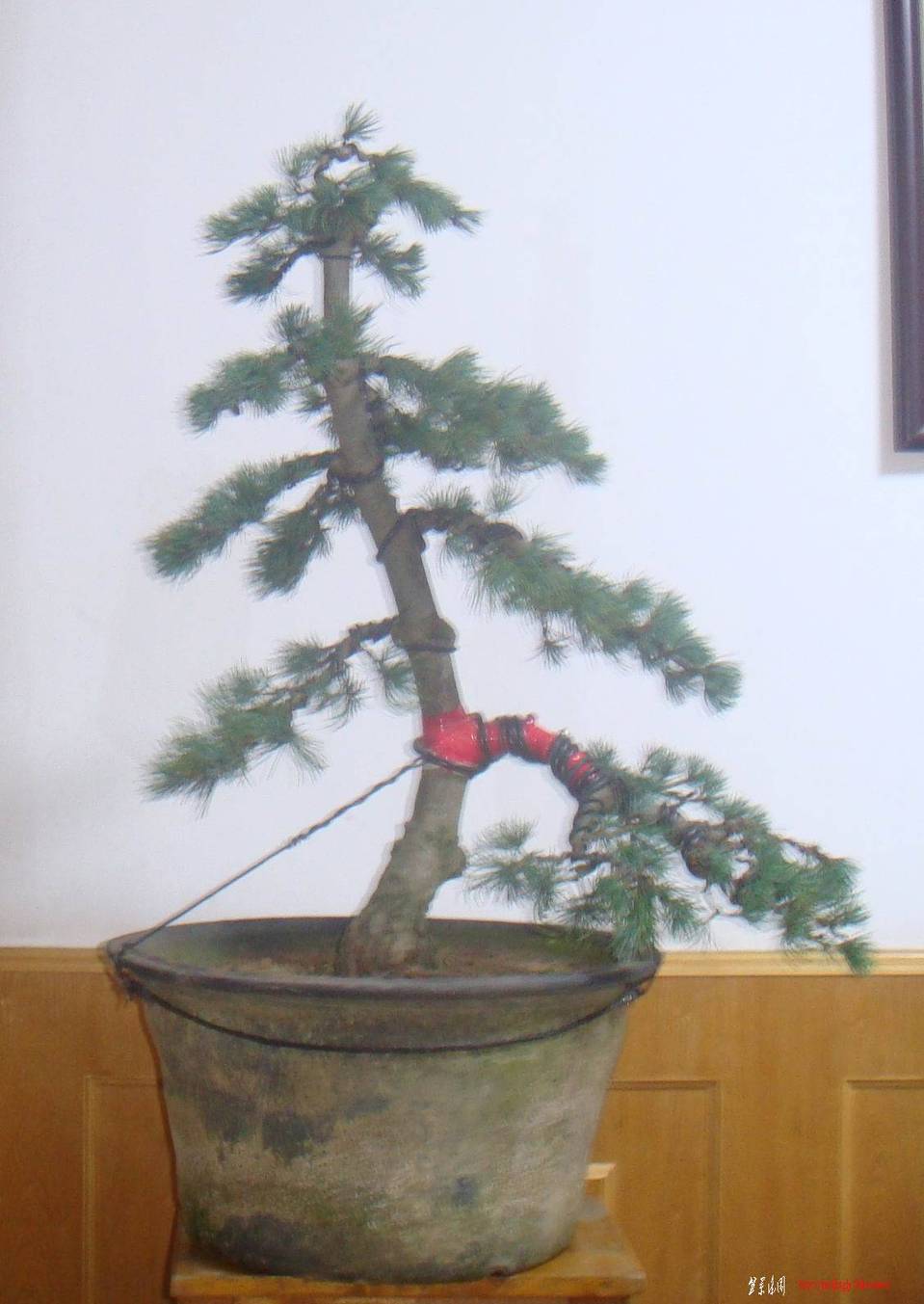 DSC07545().jpg